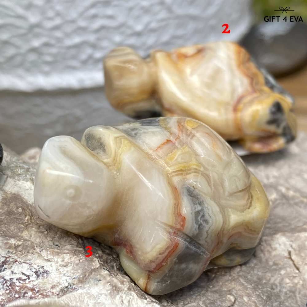 Turtle - Assorted